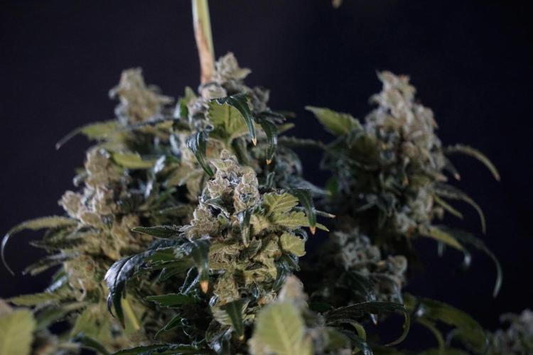 The Classic Super Silver Haze @Zamnesia. Week 12 - SSH #2