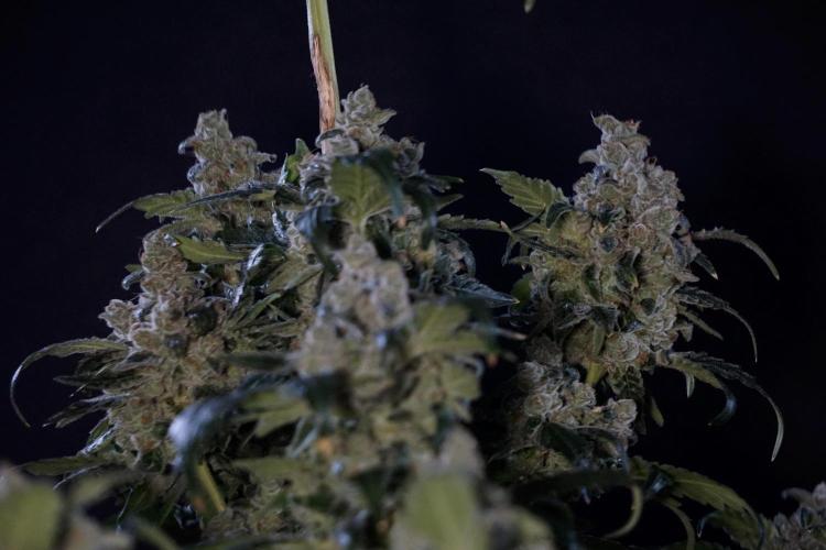 The Classic Super Silver Haze @Zamnesia. Week 12 - SSH #2