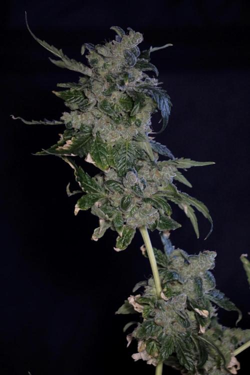 The Classic Super Silver Haze @Zamnesia. Week 12 - SSH #2