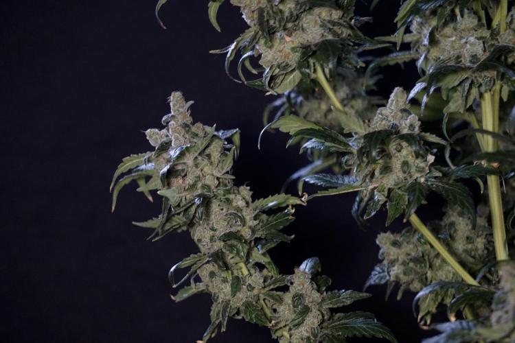 The Classic Super Silver Haze @Zamnesia. Week 12 - SSH #2