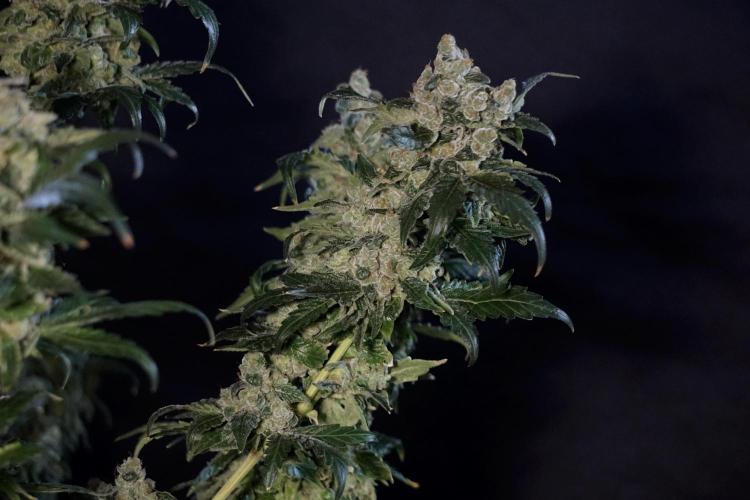 The Classic Super Silver Haze @Zamnesia. Week 12 - SSH #2