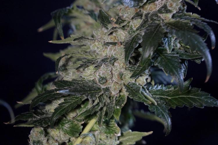 The Classic Super Silver Haze @Zamnesia. Week 12 - SSH #2