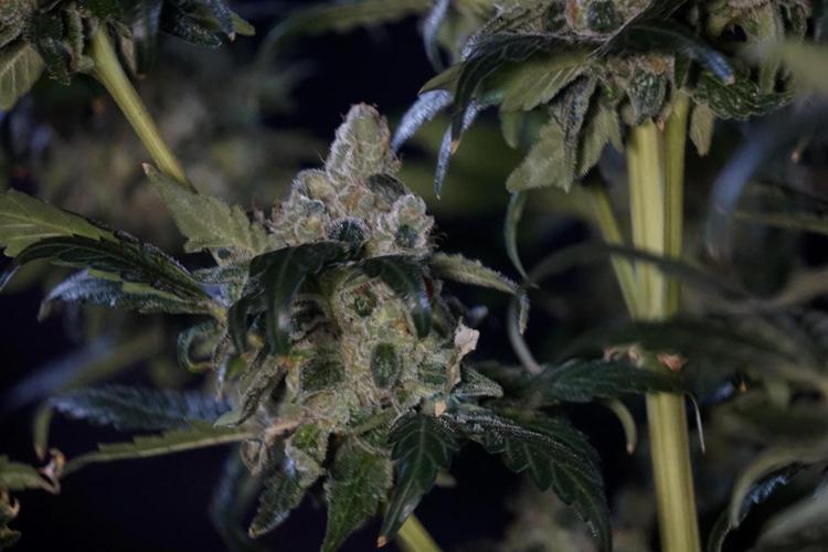 The Classic Super Silver Haze @Zamnesia. Week 12 - SSH #2