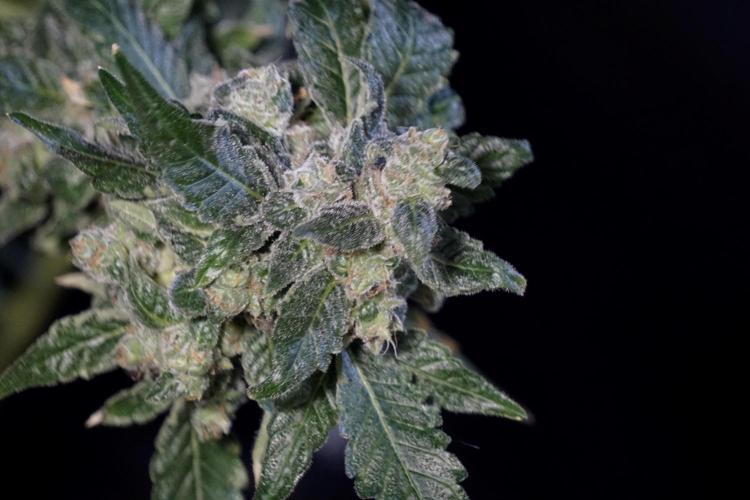 The Classic Super Silver Haze @Zamnesia. Week 12 - SSH #2