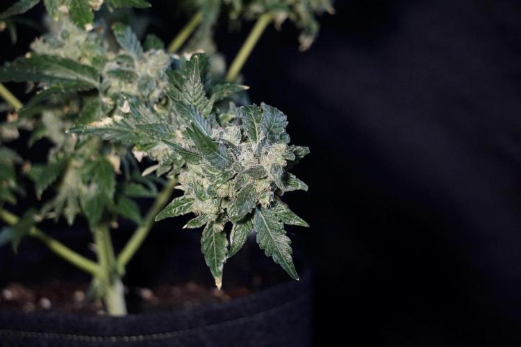 The Classic Super Silver Haze @Zamnesia. Week 12 - SSH #2