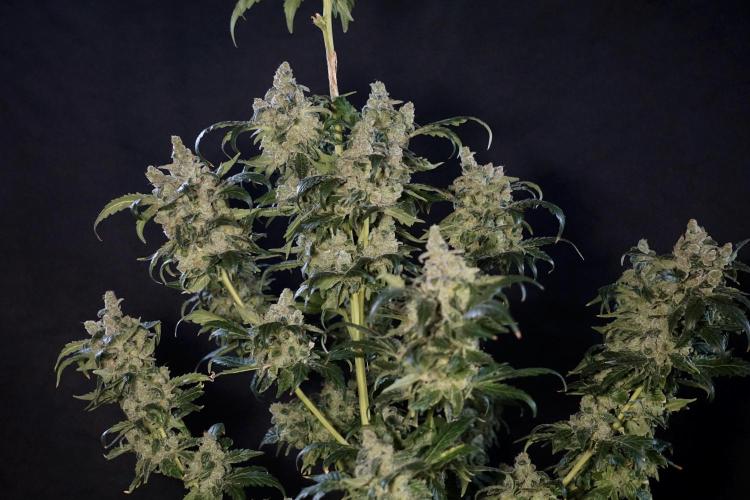 The Classic Super Silver Haze @Zamnesia. Week 12 - SSH #2