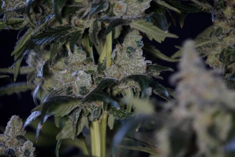 The Classic Super Silver Haze @Zamnesia. Week 12 - SSH #2