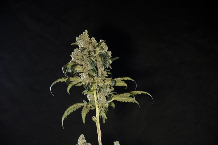 The Classic Super Silver Haze @Zamnesia. Week 12 - SSH #2