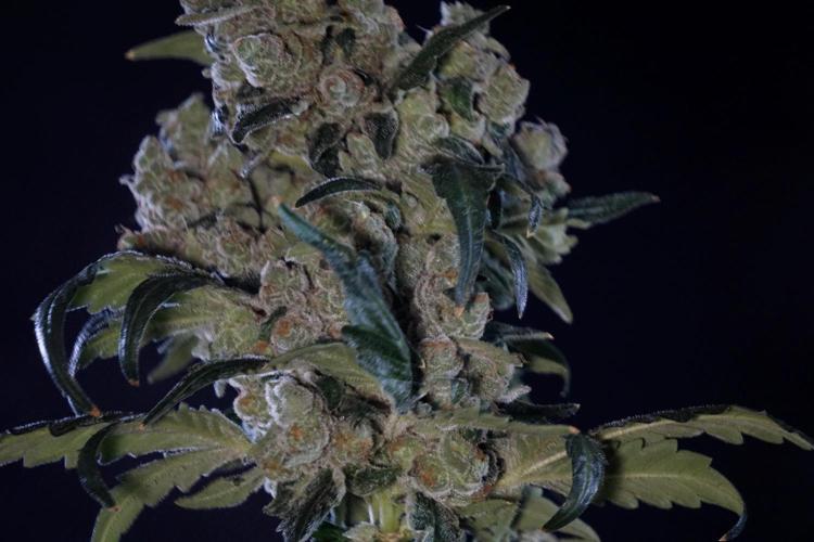 The Classic Super Silver Haze @Zamnesia. Week 12 - SSH #2