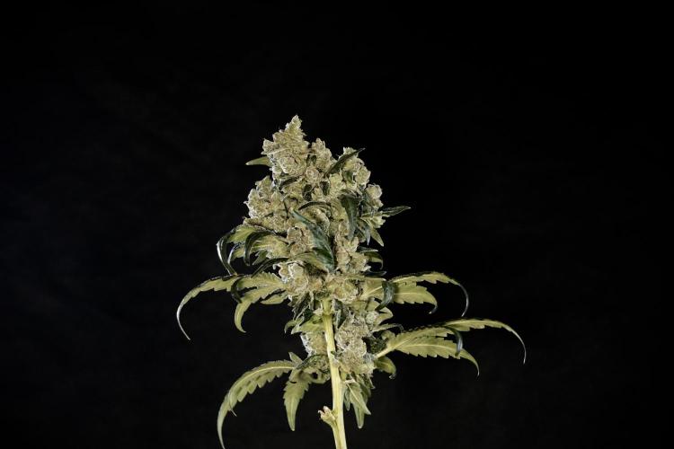 The Classic Super Silver Haze @Zamnesia. Week 12 - SSH #2
