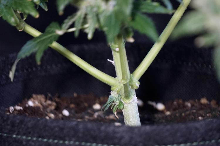 The Classic Super Silver Haze @Zamnesia. Week 12 - SSH #2