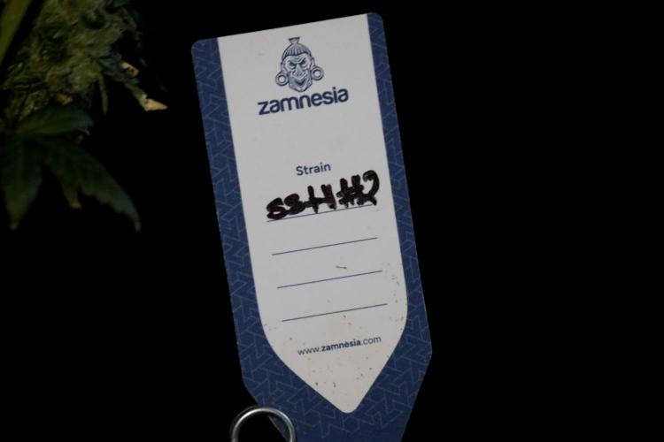 The Classic Super Silver Haze @Zamnesia. Week 12 - SSH #2