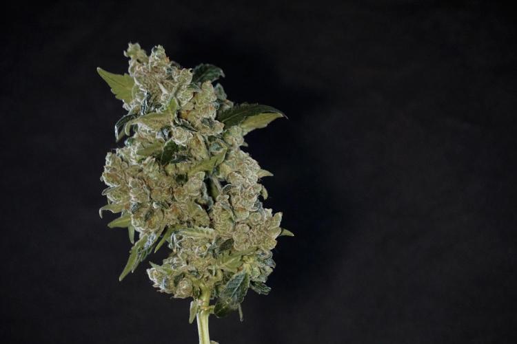 The Classic Super Silver Haze @Zamnesia. Week 12 - SSH #2