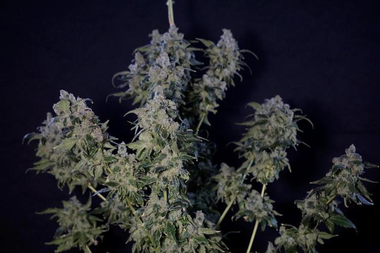 The Classic Super Silver Haze @Zamnesia. Week 12 - SSH #2