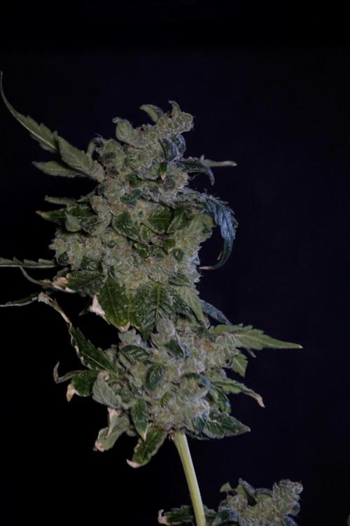 The Classic Super Silver Haze @Zamnesia. Week 12 - SSH #2