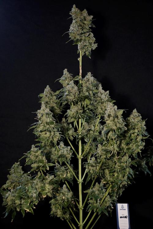 The Classic Super Silver Haze @Zamnesia. Week 12 - SSH #2