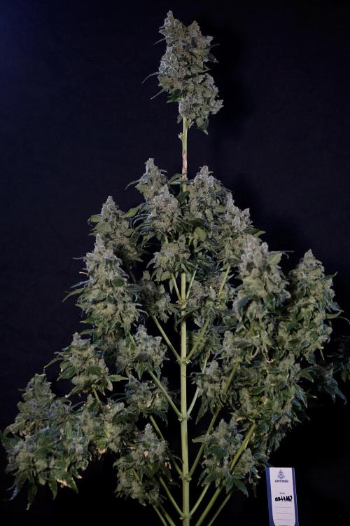 The Classic Super Silver Haze @Zamnesia. Week 12 - SSH #2