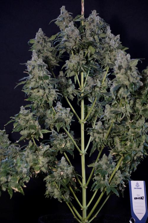 The Classic Super Silver Haze @Zamnesia. Week 12 - SSH #2