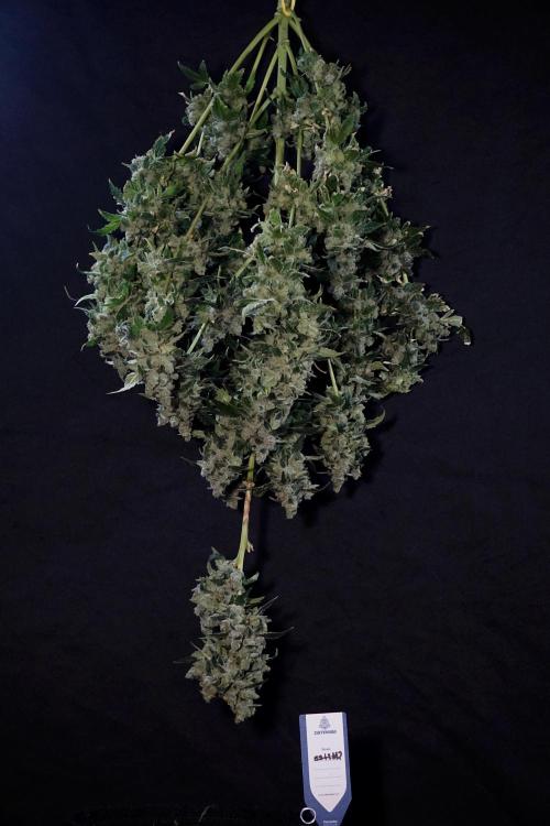 The Classic Super Silver Haze @Zamnesia. Week 12 - SSH #2