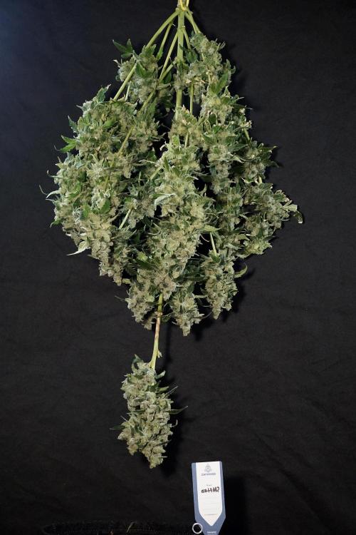 The Classic Super Silver Haze @Zamnesia. Week 12 - SSH #2