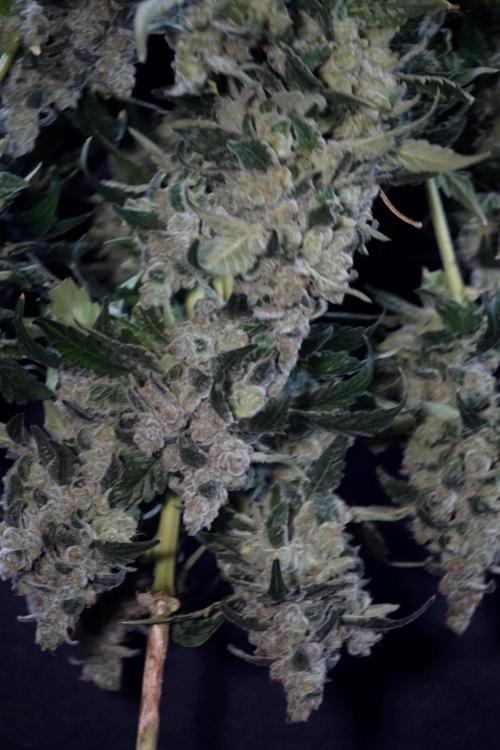 The Classic Super Silver Haze @Zamnesia. Week 12 - SSH #2