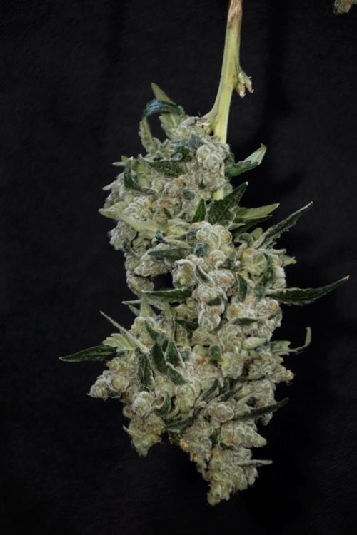 The Classic Super Silver Haze @Zamnesia. Week 12 - SSH #2