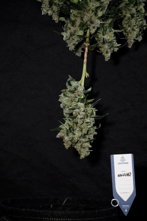 The Classic Super Silver Haze @Zamnesia. Week 12 - SSH #2