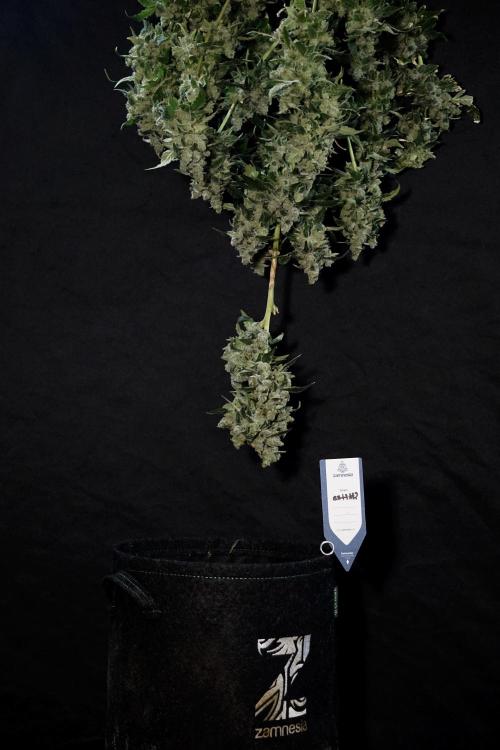 The Classic Super Silver Haze @Zamnesia. Week 12 - SSH #2