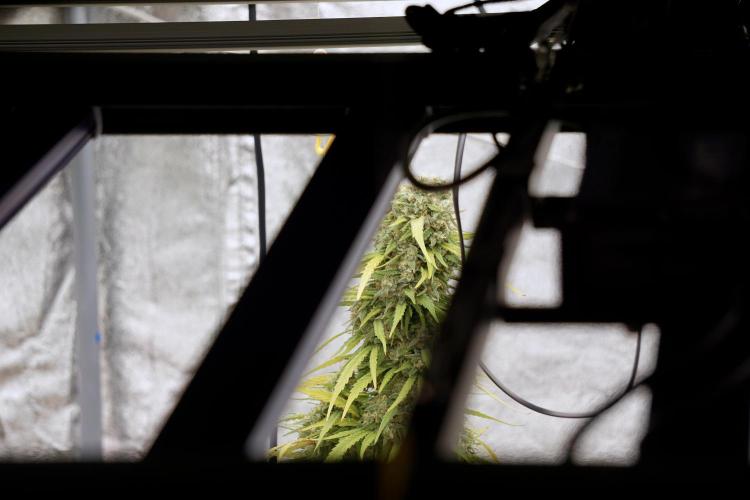 The Classic Super Silver Haze @Zamnesia. Week 12 - SSH #2