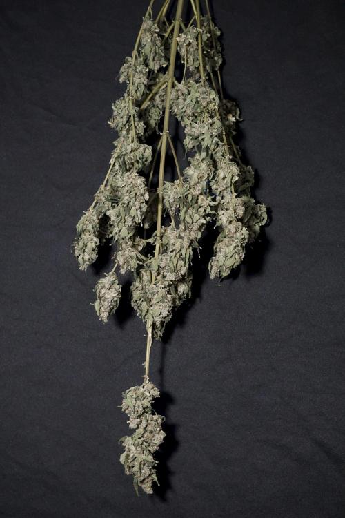 The Classic Super Silver Haze @Zamnesia. Week 12 - SSH #2