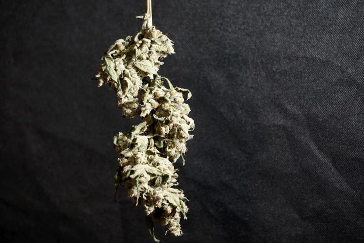 The Classic Super Silver Haze @Zamnesia. Week 12 - SSH #2