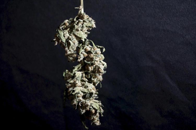 The Classic Super Silver Haze @Zamnesia. Week 12 - SSH #2