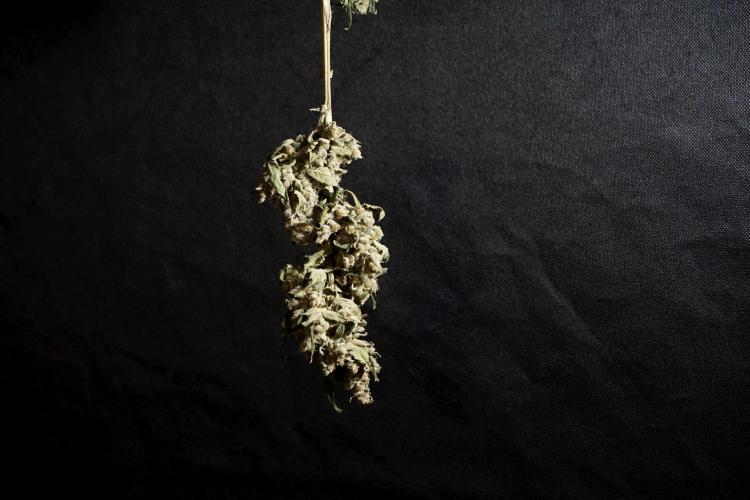 The Classic Super Silver Haze @Zamnesia. Week 12 - SSH #2