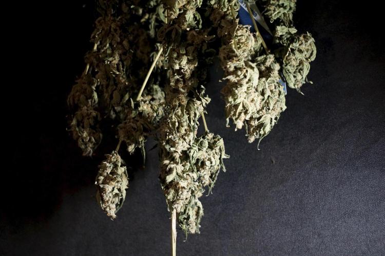 The Classic Super Silver Haze @Zamnesia. Week 12 - SSH #2