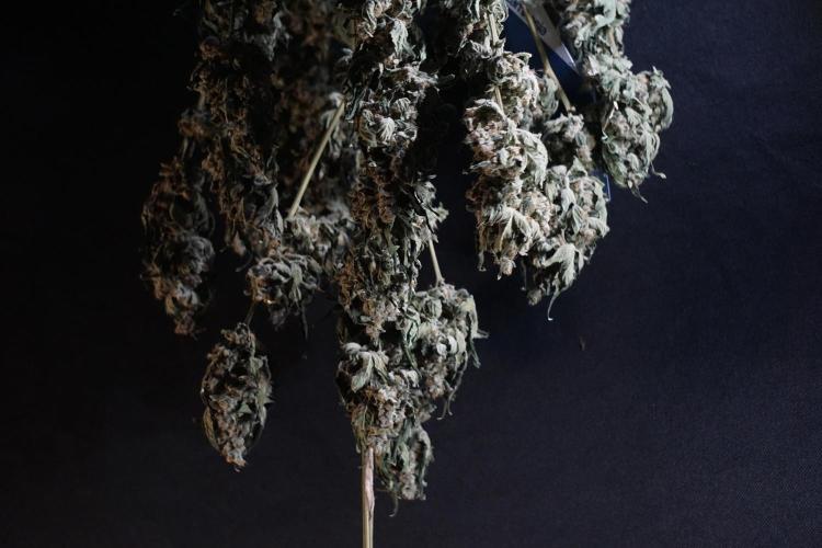 The Classic Super Silver Haze @Zamnesia. Week 12 - SSH #2