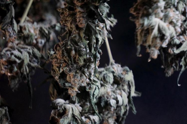 The Classic Super Silver Haze @Zamnesia. Week 12 - SSH #2