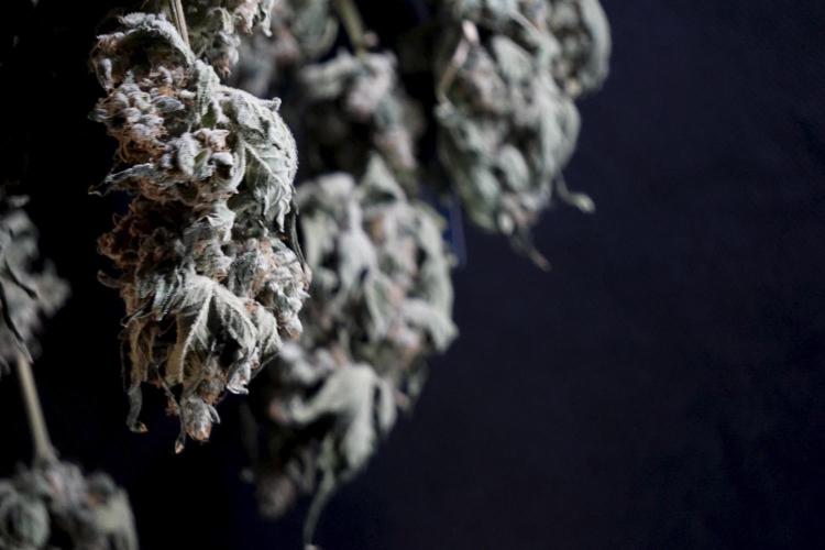 The Classic Super Silver Haze @Zamnesia. Week 12 - SSH #2