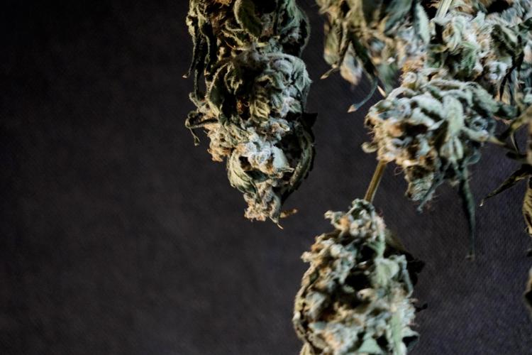 The Classic Super Silver Haze @Zamnesia. Week 12 - SSH #2