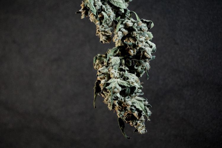 The Classic Super Silver Haze @Zamnesia. Week 12 - SSH #2