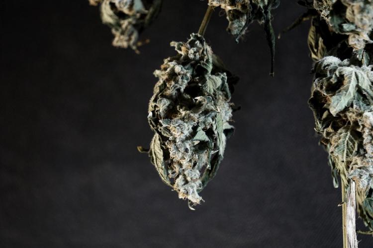 The Classic Super Silver Haze @Zamnesia. Week 12 - SSH #2