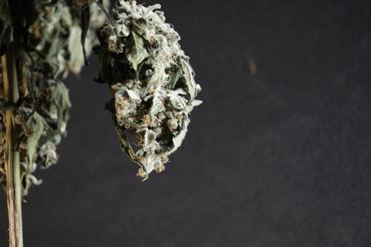 The Classic Super Silver Haze @Zamnesia. Week 12 - SSH #2