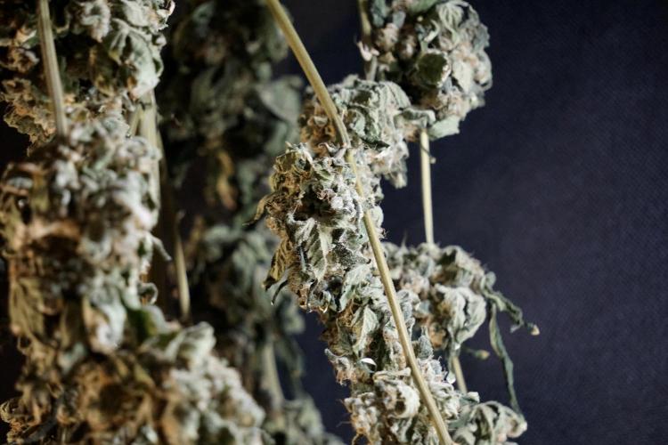 The Classic Super Silver Haze @Zamnesia. Week 12 - SSH #2