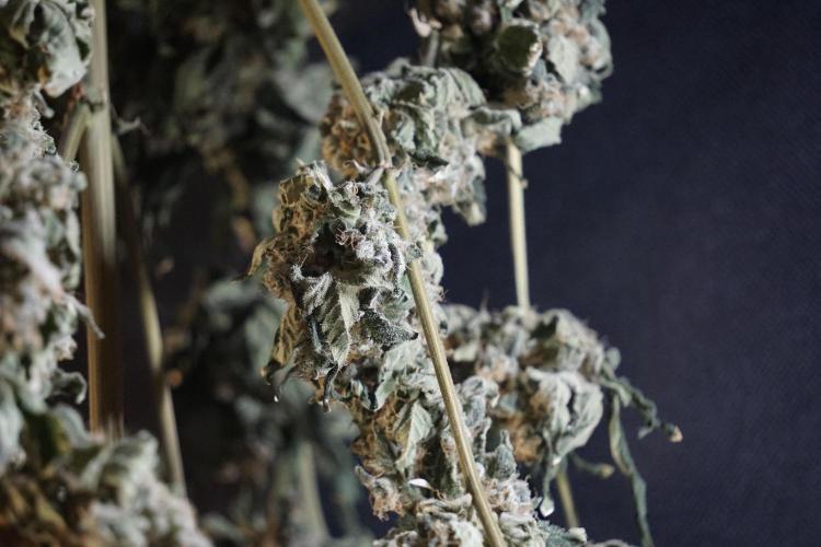 The Classic Super Silver Haze @Zamnesia. Week 12 - SSH #2