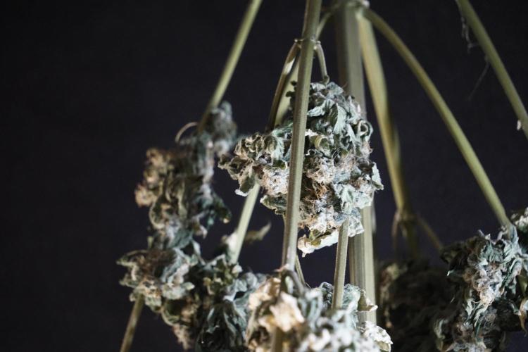 The Classic Super Silver Haze @Zamnesia. Week 12 - SSH #2