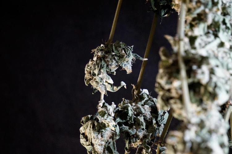 The Classic Super Silver Haze @Zamnesia. Week 12 - SSH #2