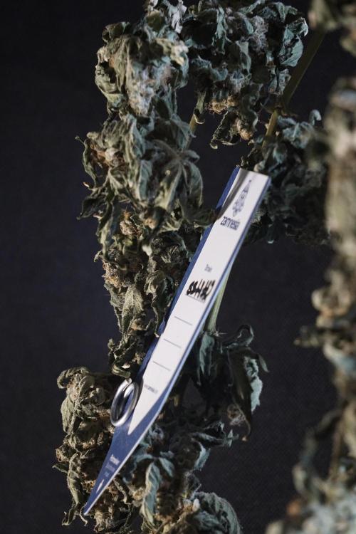 The Classic Super Silver Haze @Zamnesia. Week 12 - SSH #2