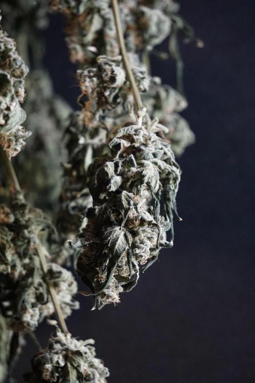 The Classic Super Silver Haze @Zamnesia. Week 12 - SSH #2