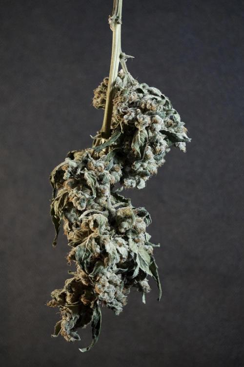 The Classic Super Silver Haze @Zamnesia. Week 12 - SSH #2