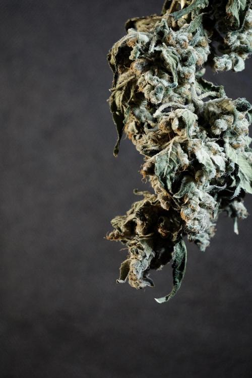 The Classic Super Silver Haze @Zamnesia. Week 12 - SSH #2