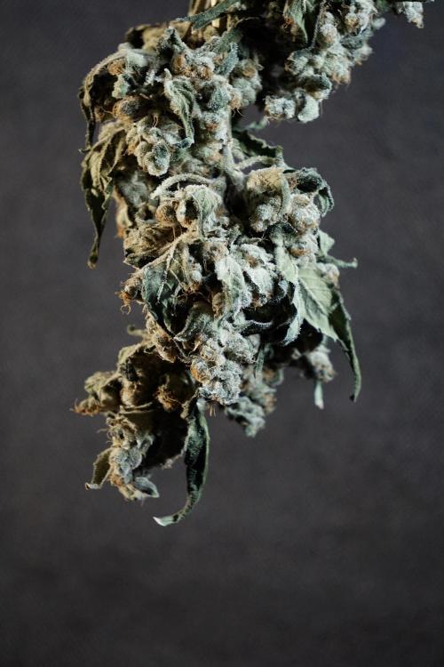 The Classic Super Silver Haze @Zamnesia. Week 12 - SSH #2